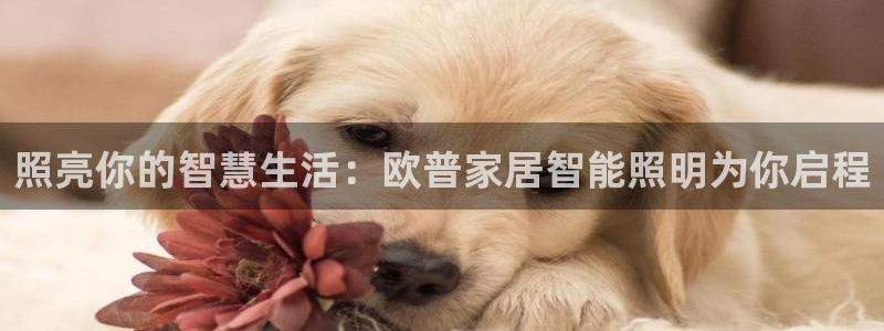 云顶小学国际班学费