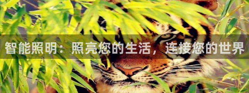 云顶国际服怎么更新